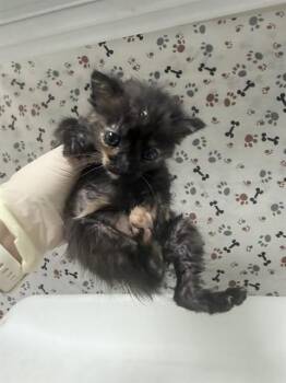 CLAWDIA -  Domestic Short Hair Cat for Adoption in Riverside, California - CLAWDIA | PetCurious