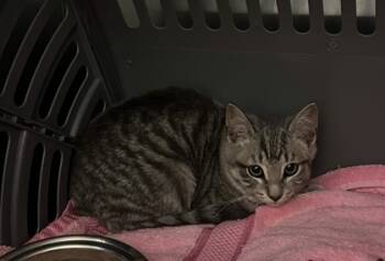 Rescue Domestic Short Hair Cats for Adoption in Fallston, Maryland - Fiji | PetCurious