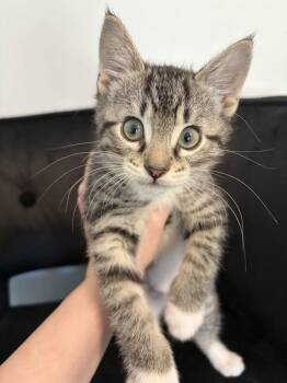 Hickory -  Tabby and Domestic Short Hair Cat for Adoption in Buford, Georgia - Hickory | PetCurious