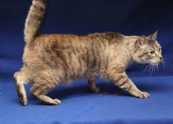 Siamese Cats Available for Adoption in Marietta, Ohio - Peanut (Neutered) (Photos 4/10/2026) | PetCurious