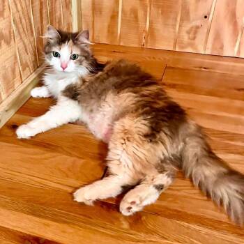 Phaedra - in Baltimore, MD -  Domestic Long Hair Cat for Adoption - Phaedra - In Baltimore, MD | PetCurious