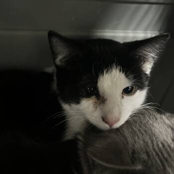 Rescue Domestic Short Hair Cats for Adoption in Philadelphia, Pennsylvania - Nilla | PetCurious