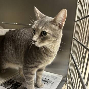 Gracie -  Domestic Short Hair Cat for Adoption in Roxboro, North Carolina - Gracie | PetCurious