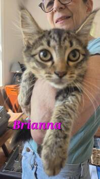Brianna - at Petsense Madison Hgts -  Domestic Medium Hair Cat for Adoption in Amherst, Virginia - Brianna - At Petsense Madison Hgts | PetCurious
