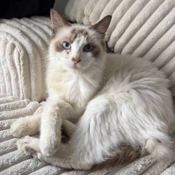 Esme -  Siamese and Domestic Long Hair Cat for Adoption in Chattanooga, Tennessee - Esme | PetCurious