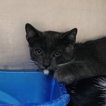 Jigpaw -  Domestic Short Hair Cat for Adoption in Palestine, Texas - Jigpaw | PetCurious