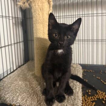 Myling Carter -  Domestic Short Hair Cat for Adoption in Eagle Mountain, Utah - Myling Carter | PetCurious