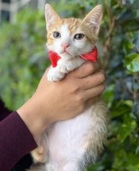 Rescue Domestic Short Hair Cats for Adoption in South El Monte, California - Twinkie | PetCurious