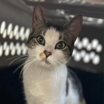 Domestic Short Hair Cats Available for Adoption in Clifton, New Jersey - Maya | PetCurious