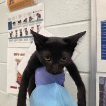 Saix -  Domestic Short Hair Cat for Adoption in Chattanooga, Tennessee - Saix | PetCurious