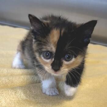 Mabel* -  Domestic Short Hair Cat for Adoption in San Gabriel, California - Mabel* | PetCurious