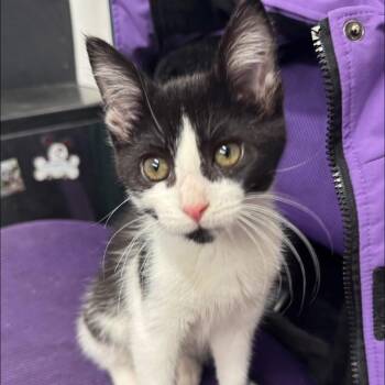 Rescue Domestic Short Hair Cats for Adoption in Stoughton, Wisconsin - Oreo | PetCurious