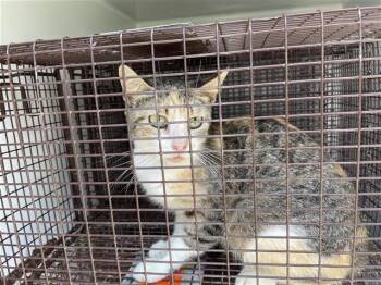 A657014 -  Domestic Short Hair Cat for Adoption in Houston, Texas - A657014 | PetCurious