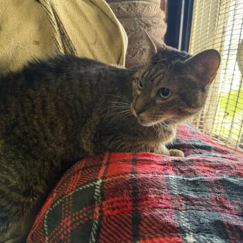 Domestic Short Hair Cats Available for Adoption in Lancaster, Ohio - Freddy | PetCurious