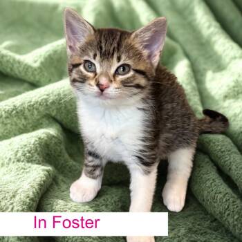 Remy -  Domestic Short Hair Cat for Adoption in Chapel Hill, North Carolina - Remy | PetCurious
