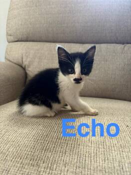 Echo -  Domestic Short Hair Cat for Adoption in Springfield, Massachusetts - Echo | PetCurious
