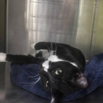 Dunn -  Domestic Short Hair Cat for Adoption in Yuma, Arizona - Dunn | PetCurious