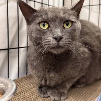 Domestic Short Hair Cats Available for Adoption in Mokena, Illinois - Ember | PetCurious