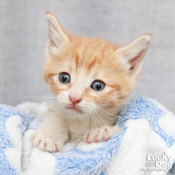Domestic Short Hair Cats Available for Adoption in Washington, District Of Columbia - Fitzgerald | PetCurious
