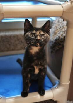 Domestic Short Hair Cats Available for Adoption in Aiken, South Carolina - Claritin 62960 | PetCurious