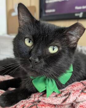 Diane -  Domestic Short Hair Cat for Adoption - Diane | PetCurious