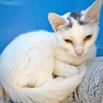 Angela - playful and cuddly -  Domestic Short Hair Cat Available for Adoption in Oshkosh, Wisconsin - Angela - Playful And Cuddly | PetCurious