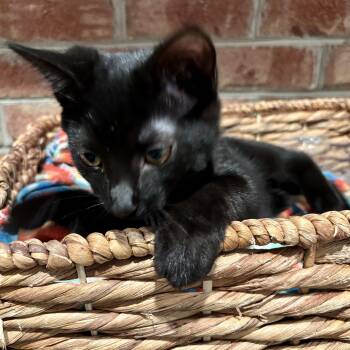 Allie -  American Shorthair Cat for Adoption in Johnson City, Tennessee - Allie | PetCurious