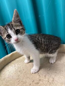 Rescue Domestic Short Hair Cats for Adoption in Johnson City, Tennessee - Lil Bit | PetCurious
