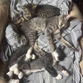 Johnny -  Domestic Short Hair Cat for Adoption in Richmond, Virginia - Johnny | PetCurious