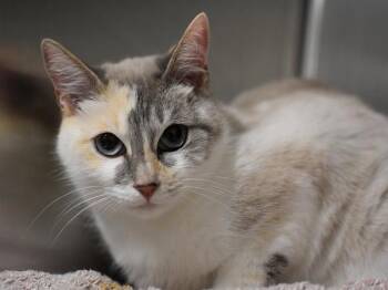 Fran -  Snowshoe Cat for Adoption in Portland, Oregon - Fran | PetCurious