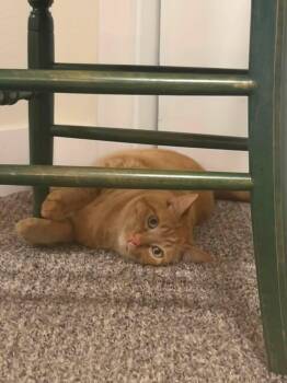 Nacho -  Domestic Short Hair Cat for Adoption in Pocatello, Idaho - Nacho | PetCurious