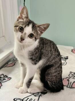 Clara -  Domestic Short Hair Cat for Adoption in Mt. Juliet, Tennessee - Clara | PetCurious