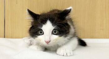 BATMAN -  Domestic Long Hair Cat Available for Adoption in Brentwood, Missouri - BATMAN | PetCurious