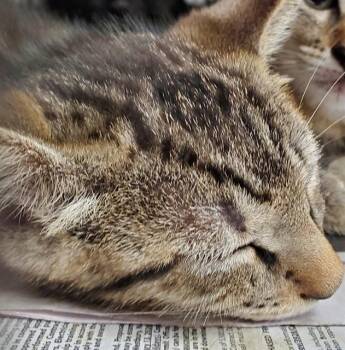 GUMBALL -  Domestic Short Hair Cat for Adoption in Fort Lauderdale, Florida - GUMBALL | PetCurious