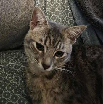 Loki -  Tabby Cat for Adoption in Plano, Texas - Loki | PetCurious