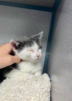 Domestic Short Hair Cats Available for Adoption in Montgomery, New Jersey - Gal Gadot | PetCurious