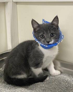 Halina -  Domestic Short Hair Cat for Adoption in Alexandria, Virginia - Halina | PetCurious