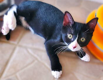 Rescue Tuxedo Cats for Adoption in Fort Myers, Florida - Galileo | PetCurious