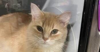 Domestic Medium Hair Cats Available for Adoption in Dayton, Minnesota - Daffodil / 5-2 | PetCurious