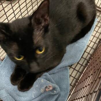 Shareema -  Domestic Short Hair Cat for Adoption in Des Moines, Iowa - Shareema | PetCurious
