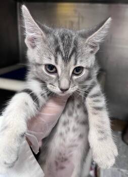 Sweetie Belle -  Domestic Short Hair Cat for Adoption in Cincinnati, Ohio - Sweetie Belle | PetCurious