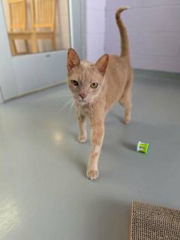 Domestic Short Hair Cats Available for Adoption in Gwinn, Michigan - Howie | PetCurious