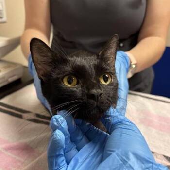 Domestic Short Hair Cats Available for Adoption in Tempe, Arizona - Okami | PetCurious