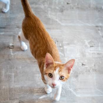 Rescue Domestic Short Hair Cats for Adoption in Durango, Colorado - Butterscotch | PetCurious