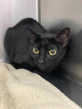Salem -  Domestic Short Hair Cat for Adoption in Murray, Kentucky - Salem | PetCurious