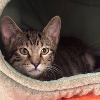 Rescue Domestic Short Hair Cats for Adoption in Wheeling, Illinois - Chimi | PetCurious