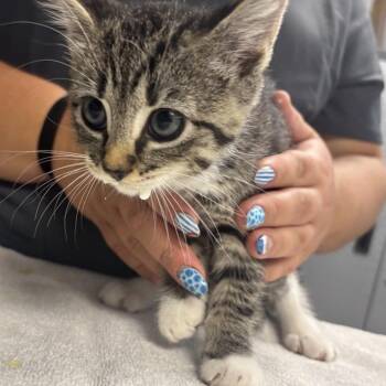 Pride -  Domestic Short Hair Cat for Adoption in Newark, New Jersey - Pride | PetCurious