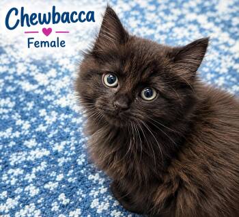 Fabulous 5 Kittens -  Domestic Short Hair Cat for Adoption - Fabulous 5 Kittens | PetCurious