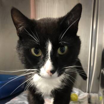 Domestic Short Hair Cats Available for Adoption in Russellville, Kentucky - Bootsie | PetCurious