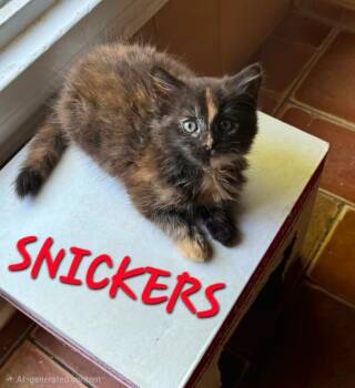 Snickers -  Domestic Short Hair Cat for Adoption in Rome, Georgia - Snickers | PetCurious
